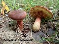 Xerocomus silwoodensis-amf2167